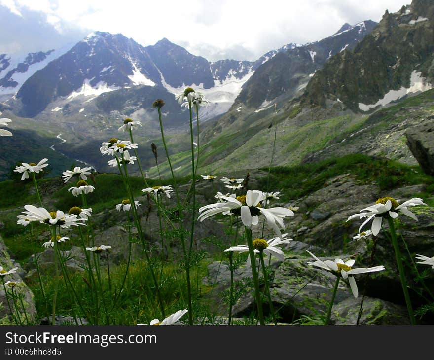 White camomiles in highlands of Altay Mountains. White camomiles in highlands of Altay Mountains