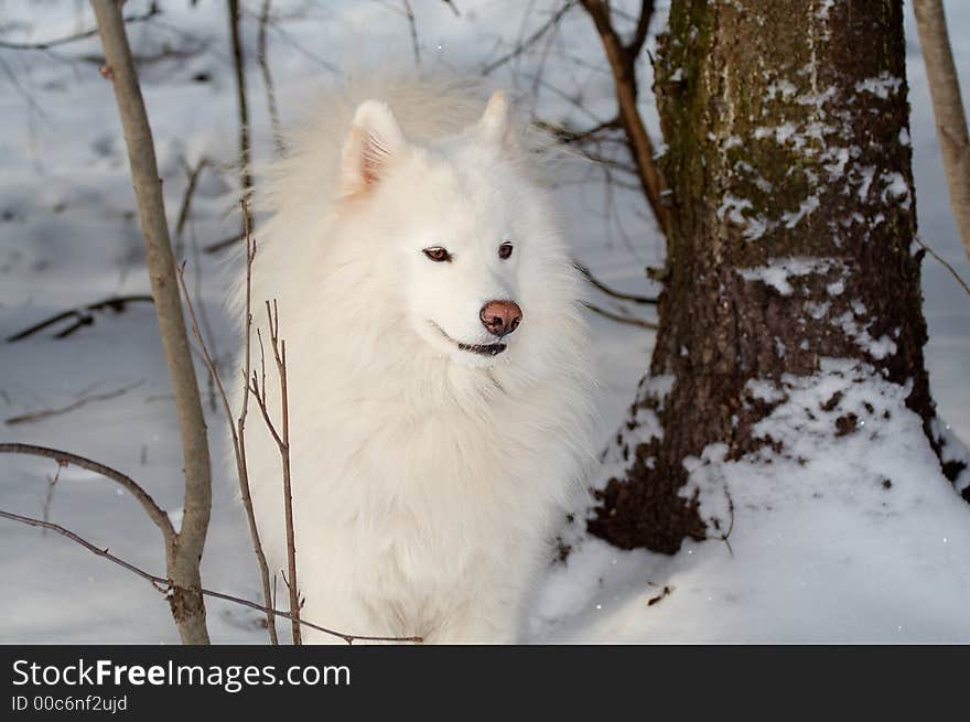 Samoed's dog in winter forest