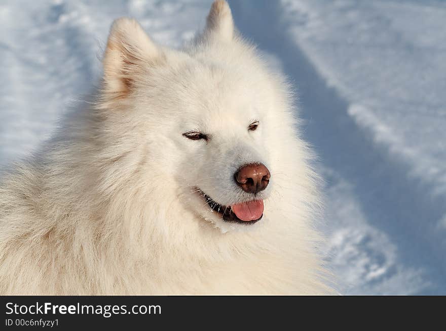 Samoed's dog in winter forest