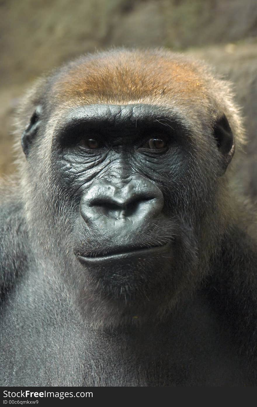 Frowning Gorilla