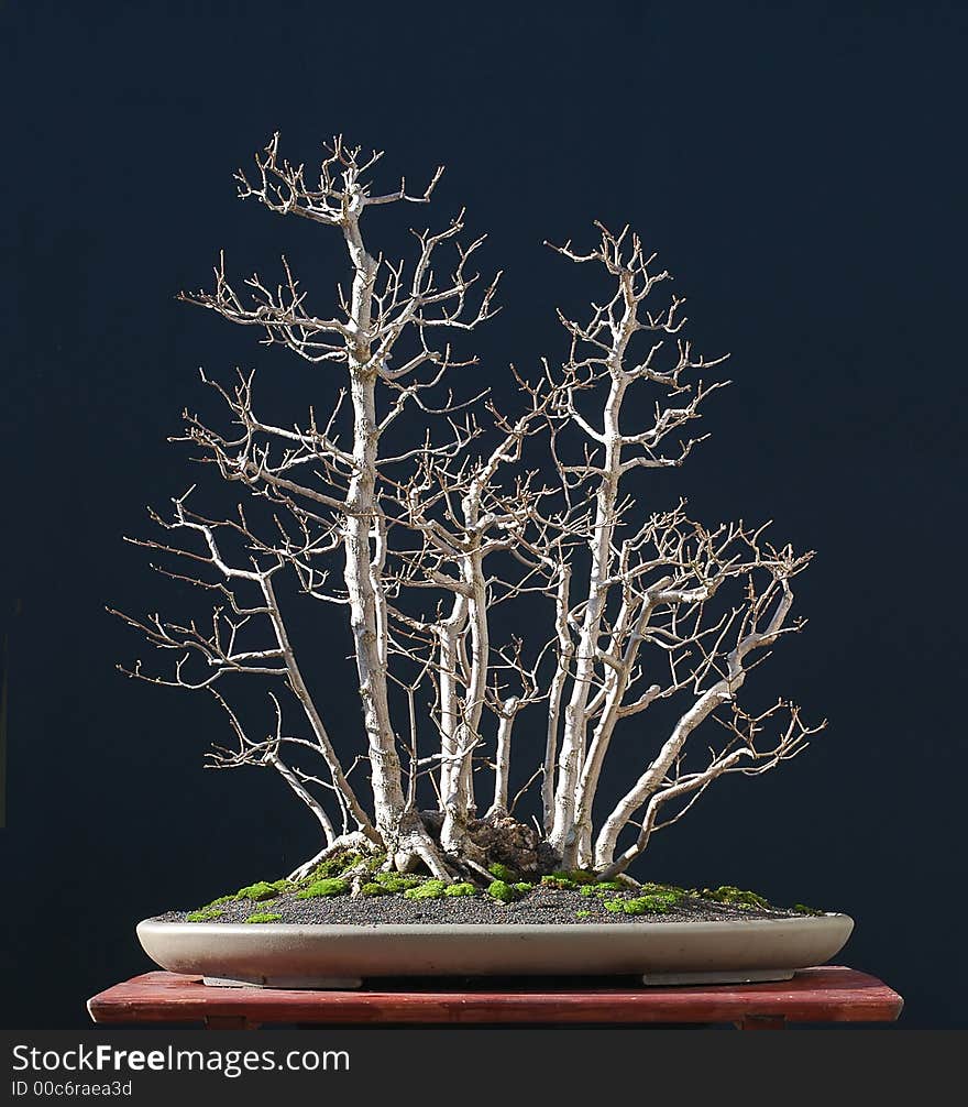 Field maple as bonsai in winter