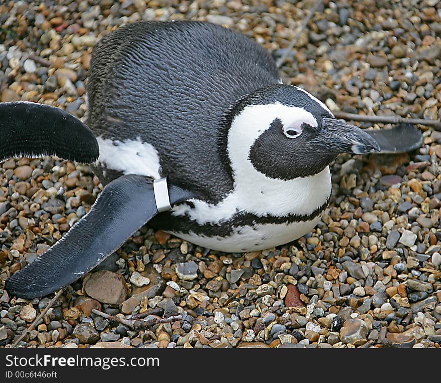 Portrait of Blackfooted (Africain) Penguin. Portrait of Blackfooted (Africain) Penguin