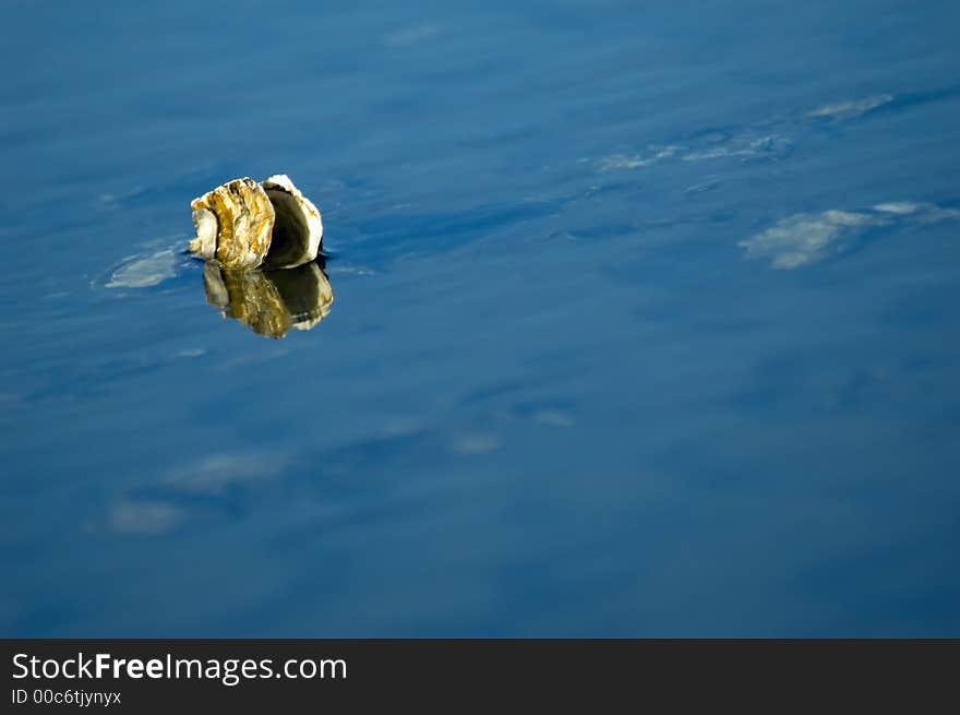 Shell in water