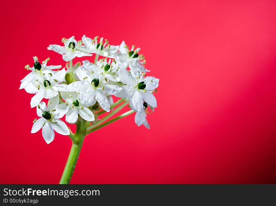 Beautiful white flower on red background