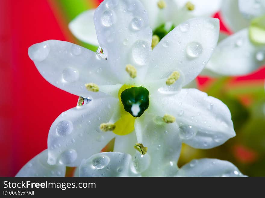 Beautiful white flower on red background