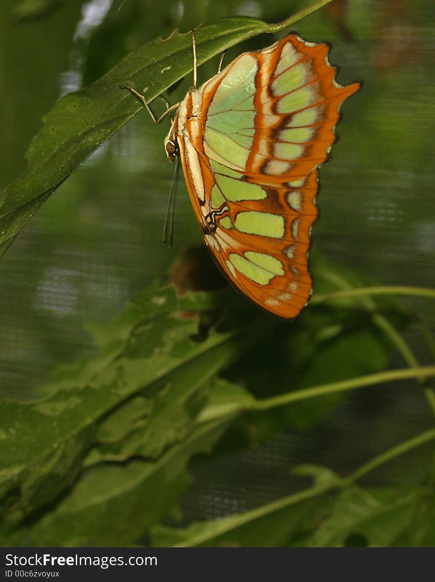 Butterfly (Siproeta stelenes)