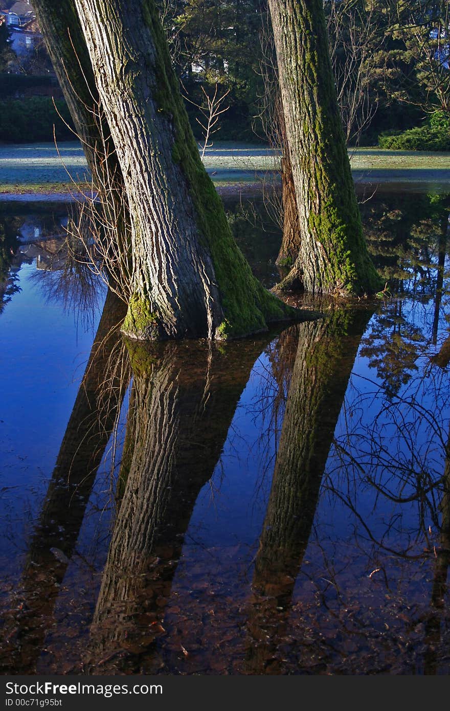 Flooded trees 1