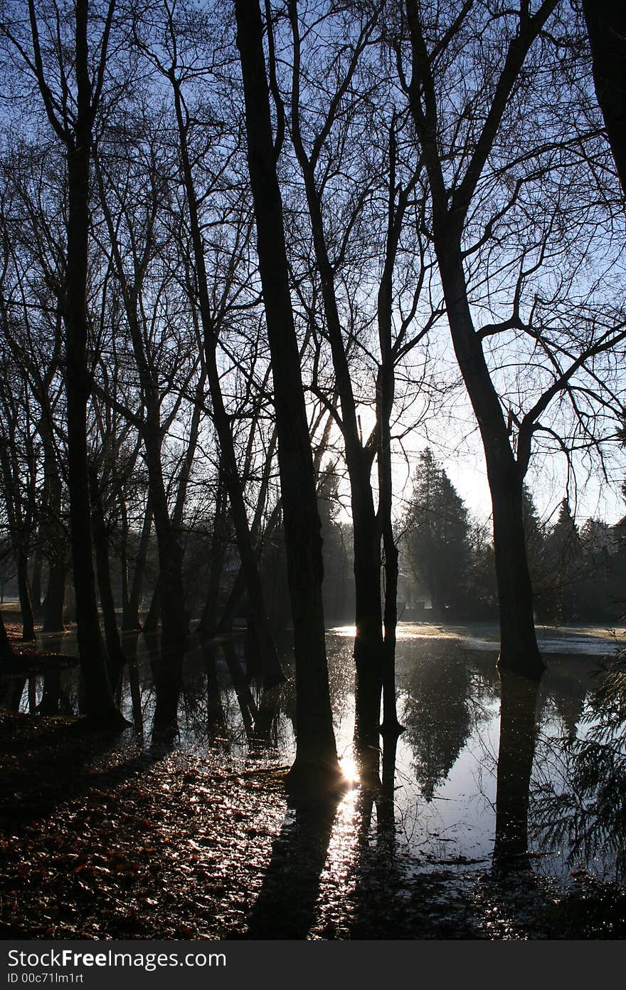 Flooded Trees 2