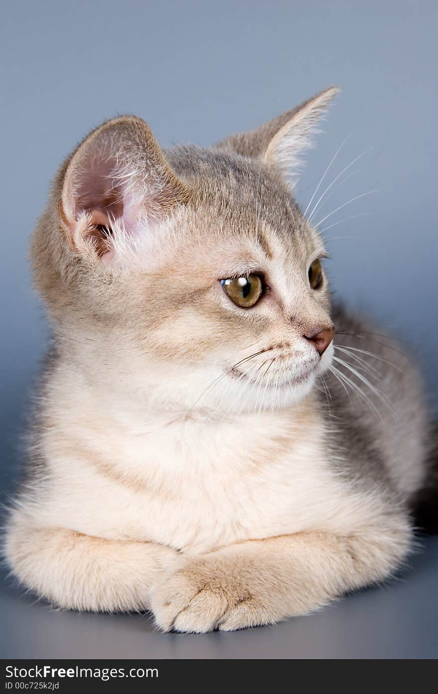 Kitten of Abyssinian breed in studio