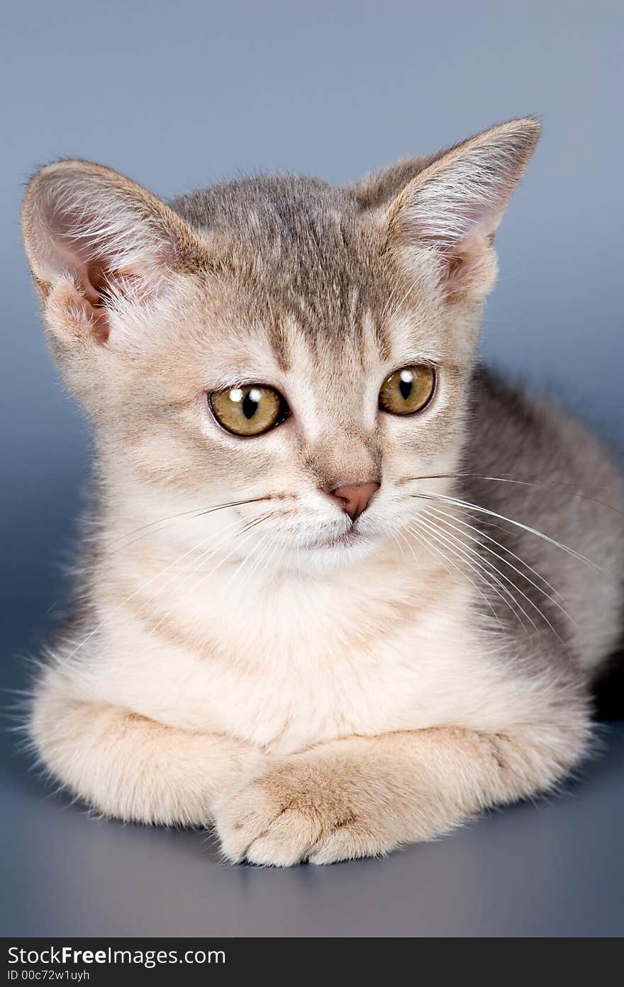 Kitten of Abyssinian breed in studio