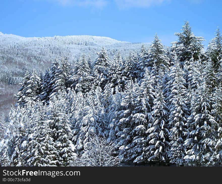 Snowy Forest