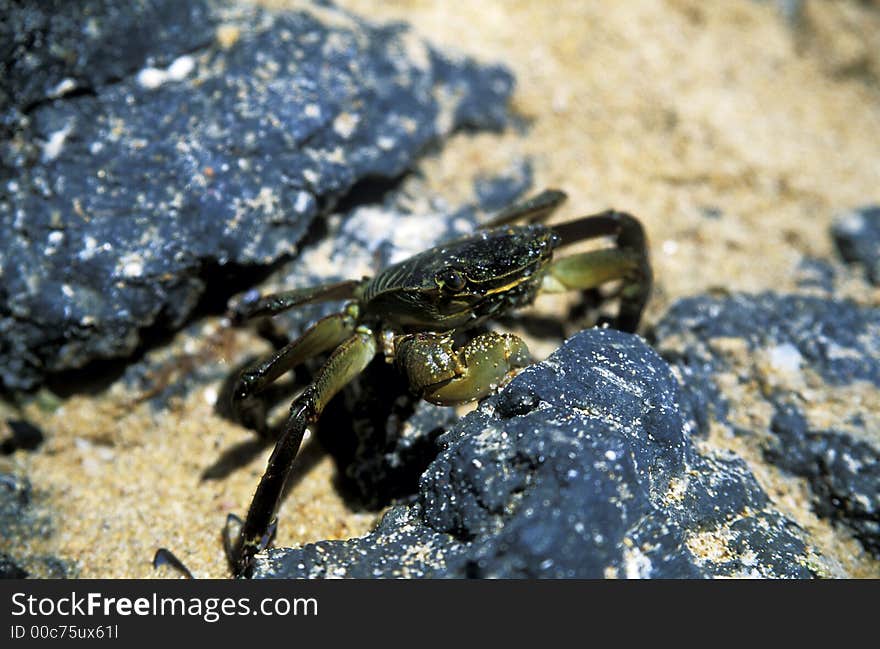 Crab On Beach With Rocks