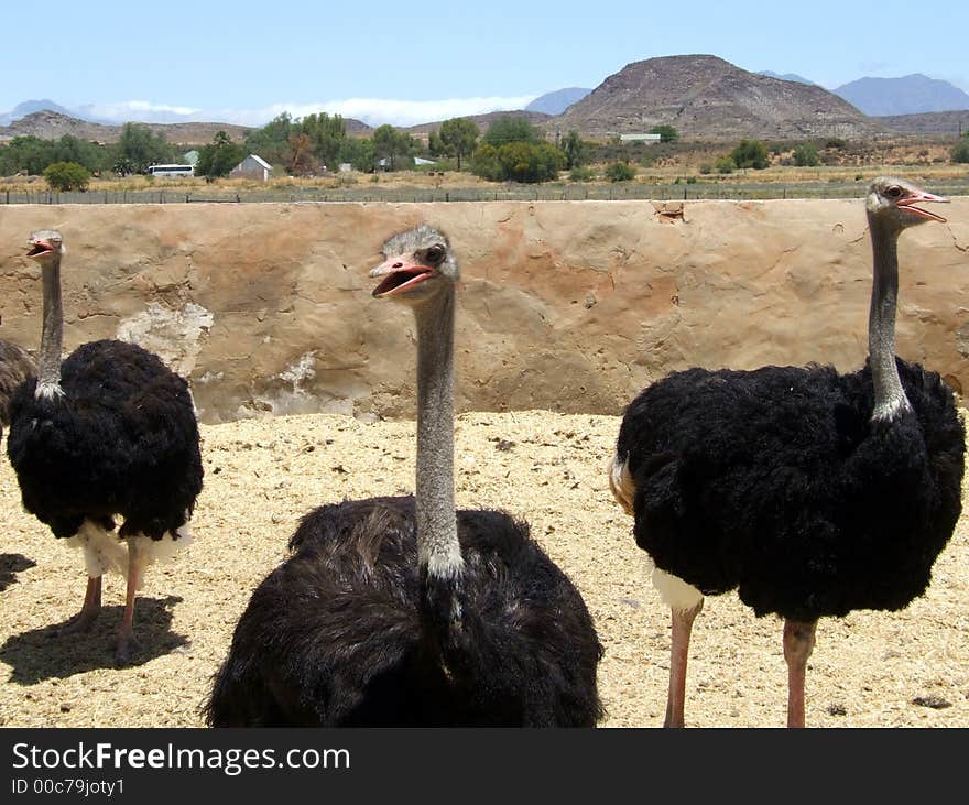 Three ostriches on a farm in South Africa