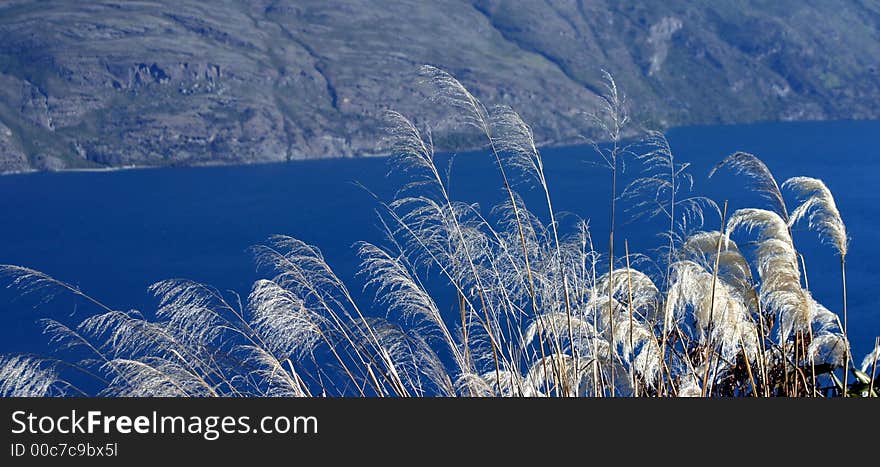 Grass panorama