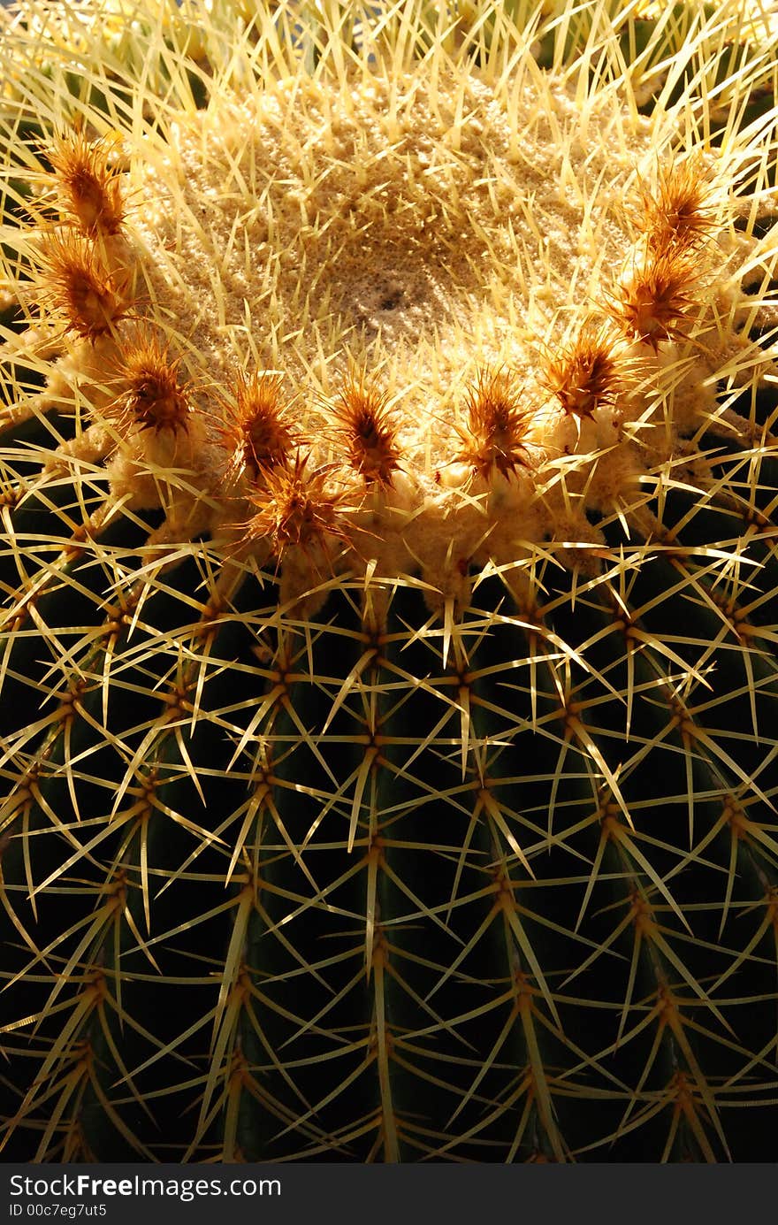 View of the side and circular top of a large, Golden Barrel Cactus, showing 3 inch long thorns and flowers.  Scientific name: echinocactus grusonii. View of the side and circular top of a large, Golden Barrel Cactus, showing 3 inch long thorns and flowers.  Scientific name: echinocactus grusonii.