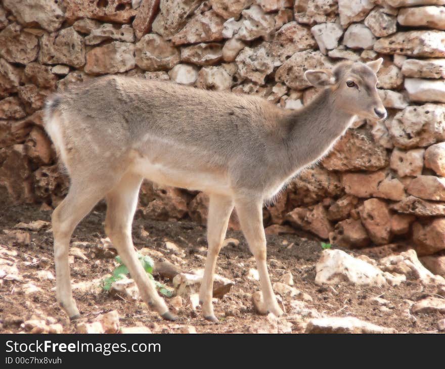 Deer Walking