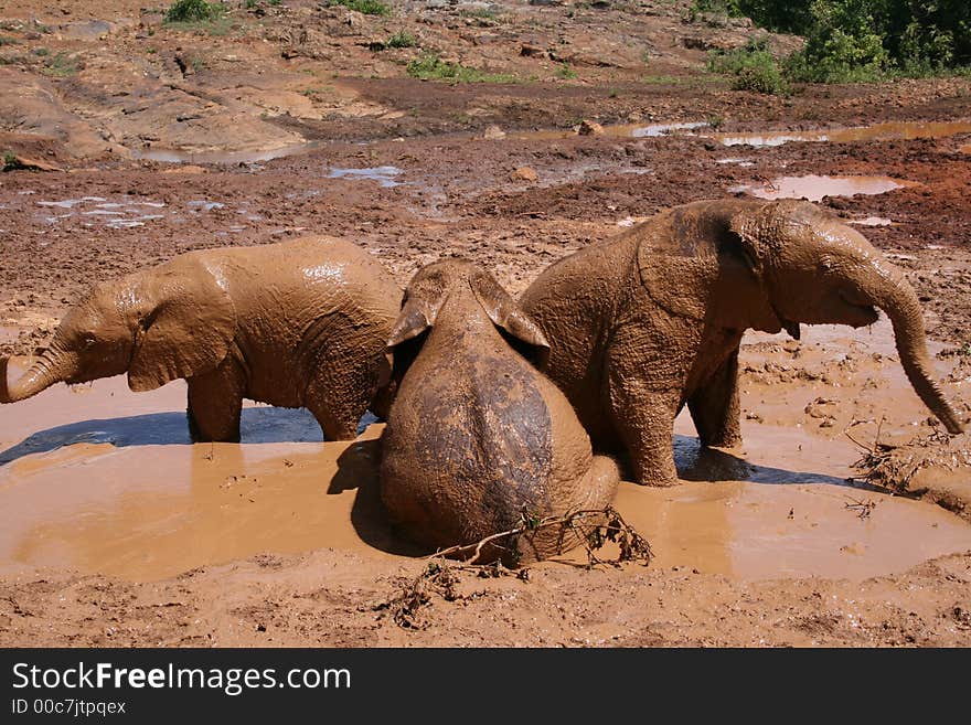 Baby Elephants serenading in a mud pool. Baby Elephants serenading in a mud pool