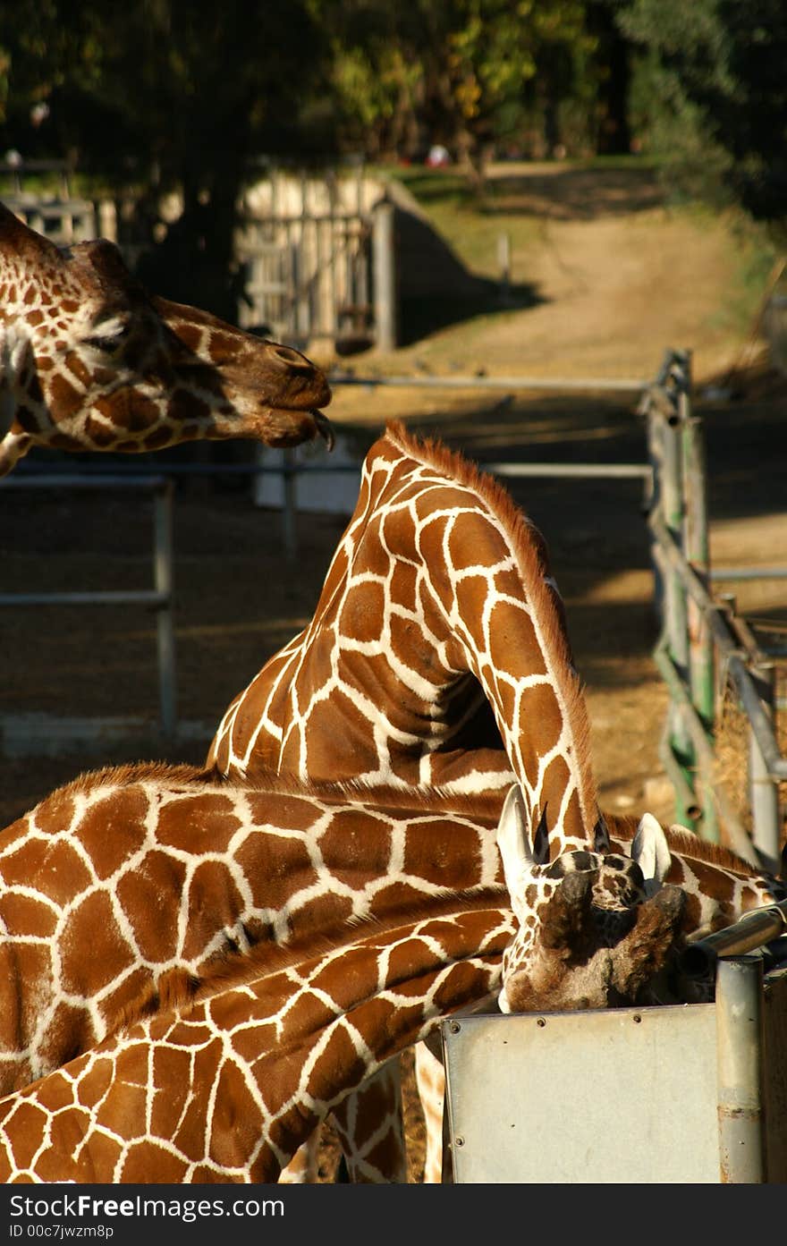 Giraffe family in a safari , eating. Giraffe family in a safari , eating