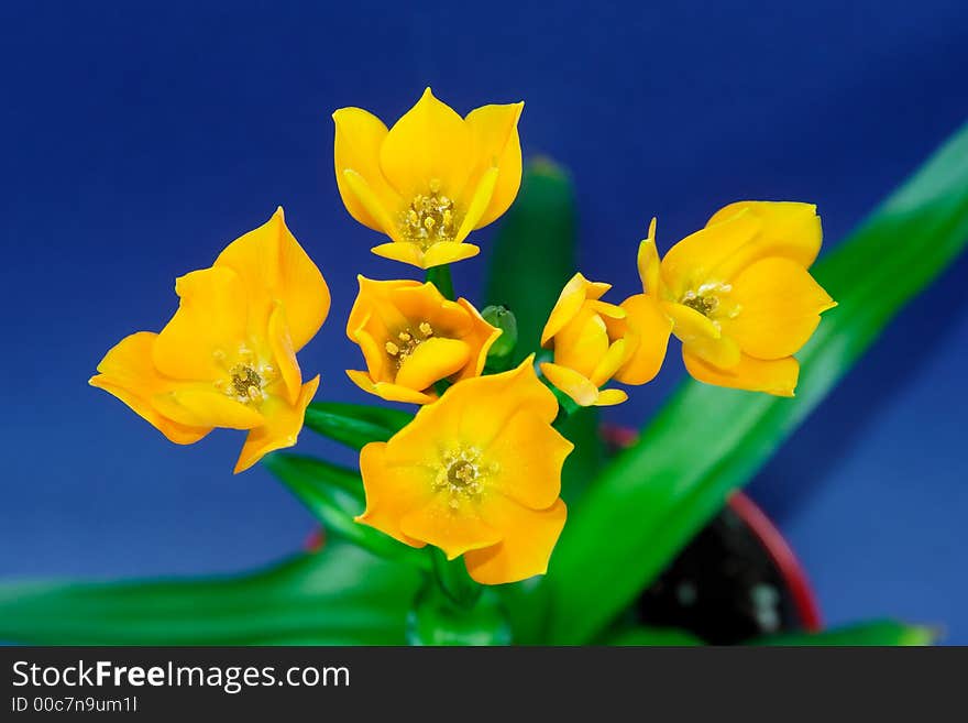 Ornithogalum Dubium - Oranjezicht - lovely flower