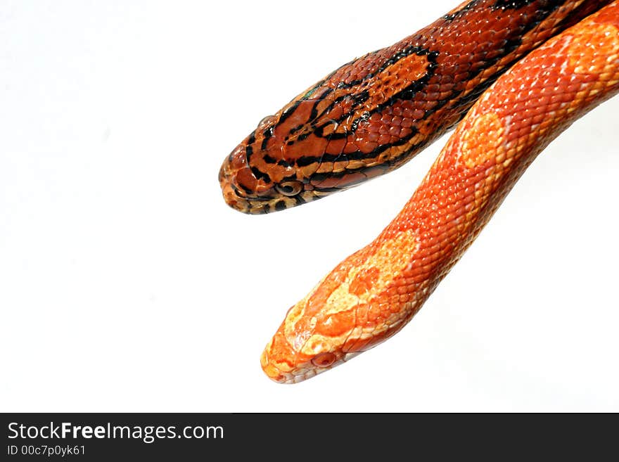 Two corn snake on white background