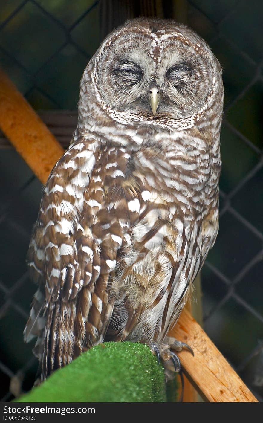 Owl On Green Perch