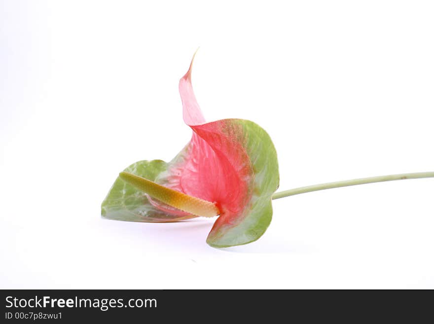 Carnations & roses against a plain background. Carnations & roses against a plain background