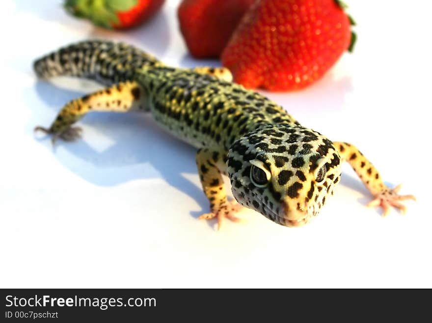 Gecko With Strawberrys 2