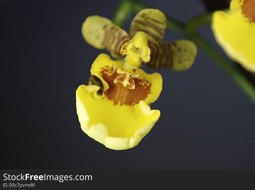 Gelbe Orchidee im Detail - yellow flower details