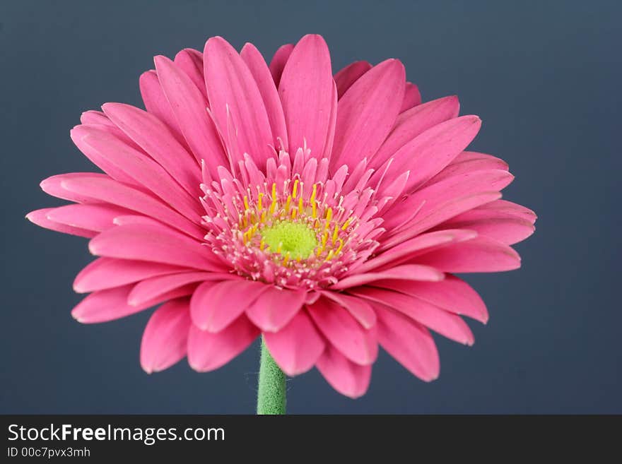 Blüte einer rosa Gerbera - wonderfull pink flower