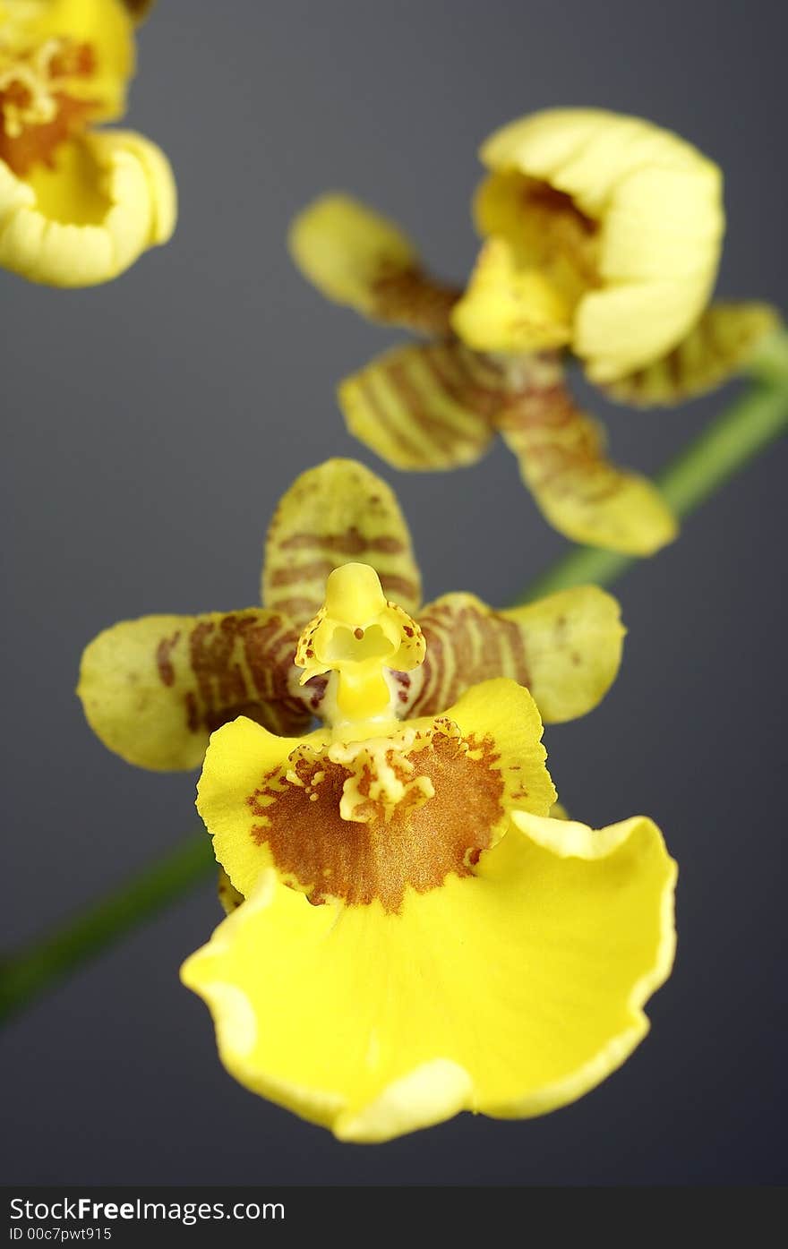 Gelbe Orchidee im Detail - yellow flower details