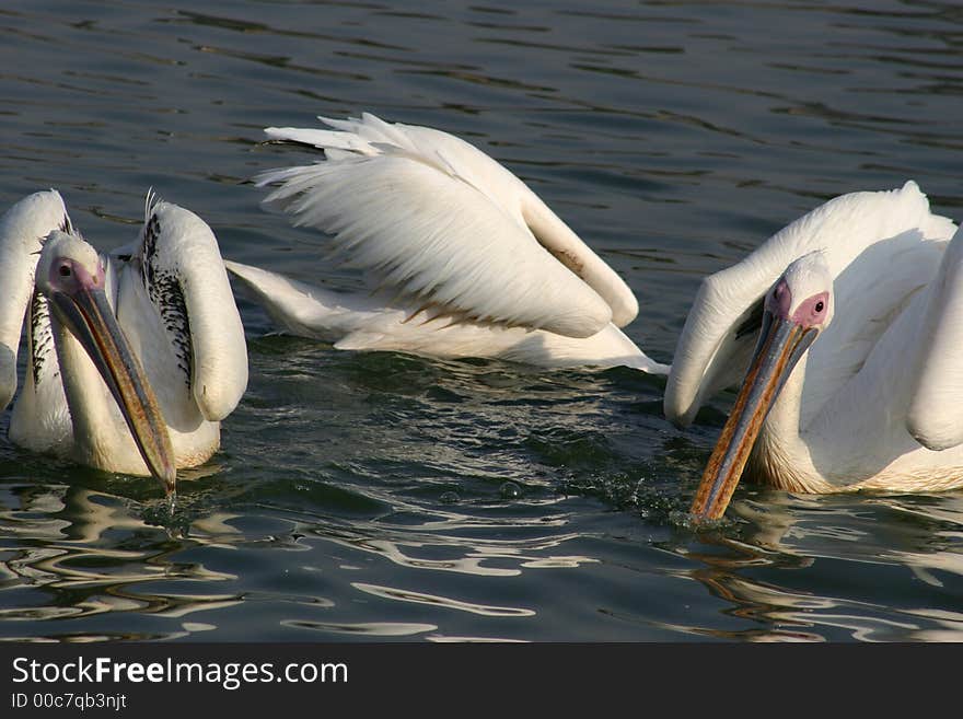 Three white pelican catching fish