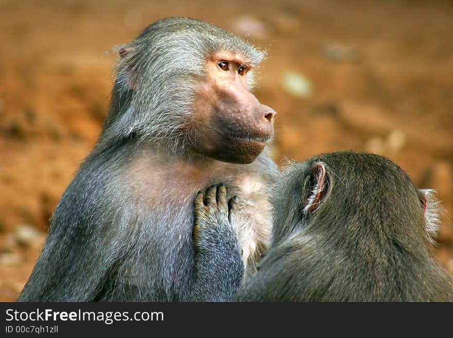 Two baboons showing affection by taking louse