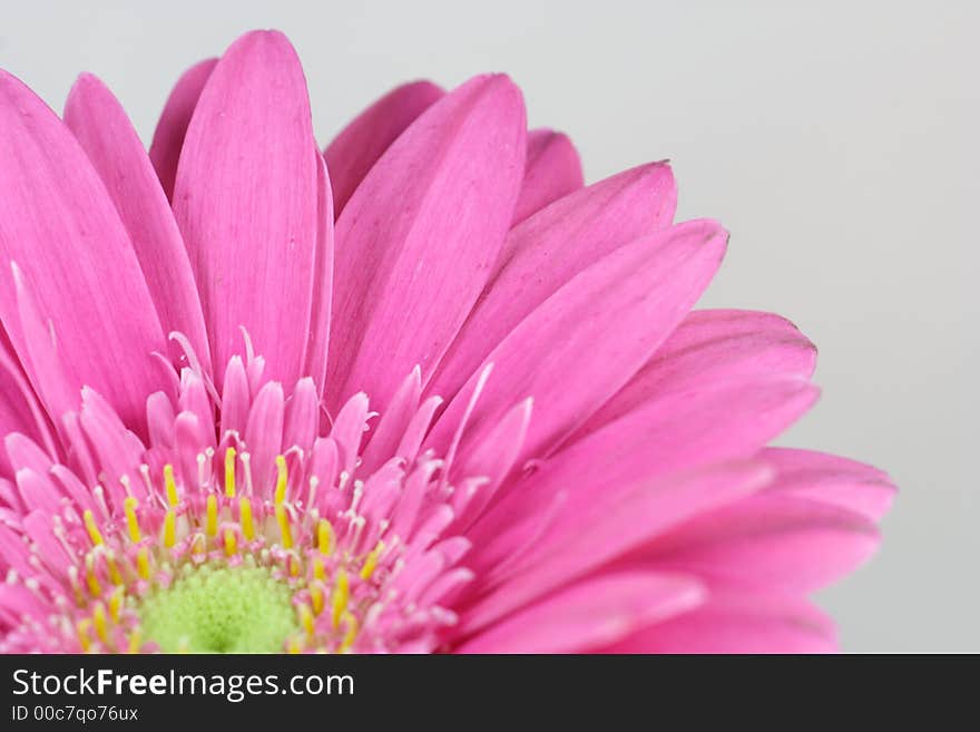 Blüte einer rosa Gerbera - wonderfull pink flower