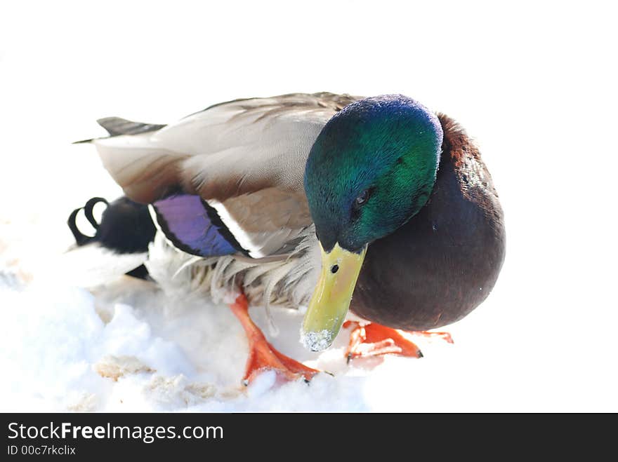 Duck at winter on snow