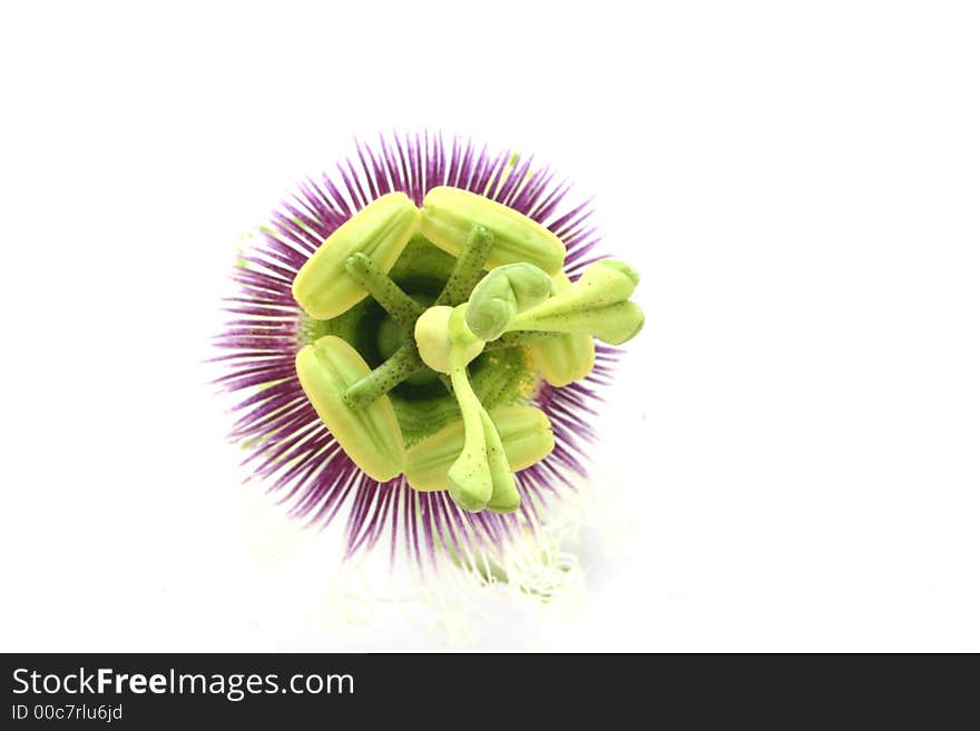 Passion flower isolated on a white background