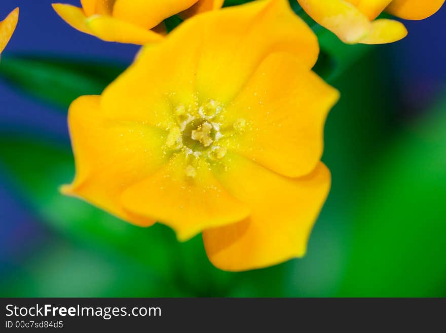 Ornithogalum Dubium - Oranjezicht - lovely yellow flower