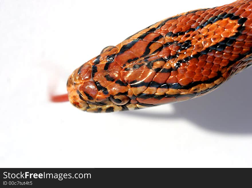 ELAPHE GUTTATA GUTTATA
corn snake had on white background