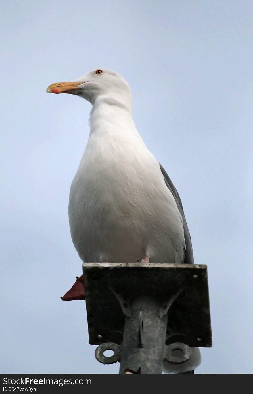 Seagull