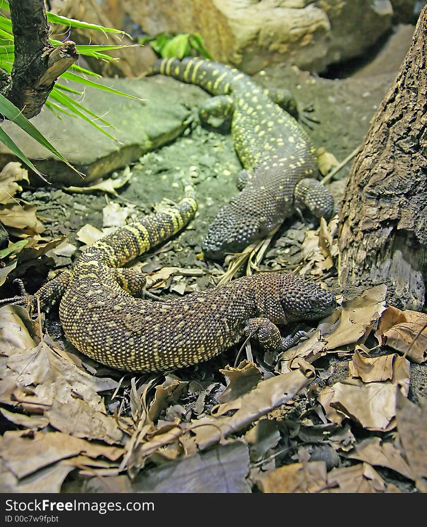 View of Rio Fuerte Beaded Lizard. View of Rio Fuerte Beaded Lizard