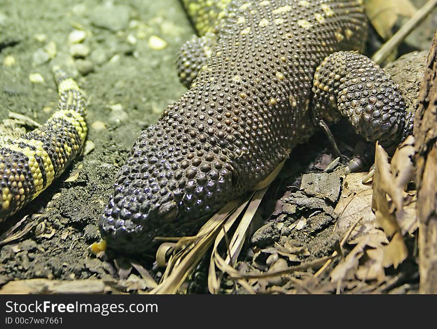 View of Rio Fuerte Beaded Lizard. View of Rio Fuerte Beaded Lizard