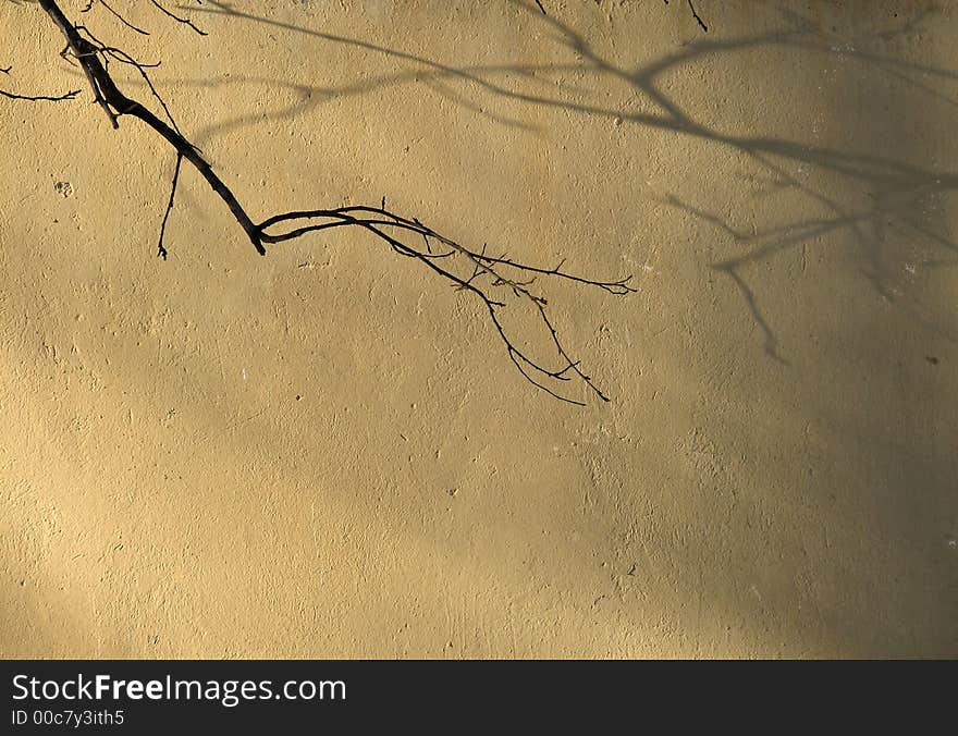 Branch against the background of the wall