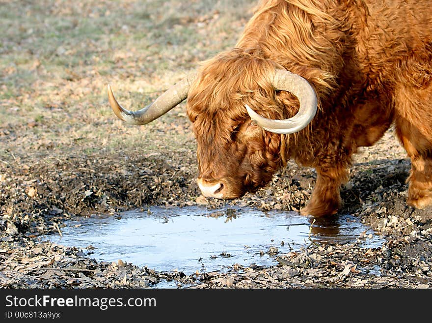 Highland cattle have become hugely popular in recent years. You can find them in Sweden, Denmark, Germany, Holland, Canada, America and Australia . They are even to be found foraging 10,000 feet up in the Andes. Highland cattle have become hugely popular in recent years. You can find them in Sweden, Denmark, Germany, Holland, Canada, America and Australia . They are even to be found foraging 10,000 feet up in the Andes.