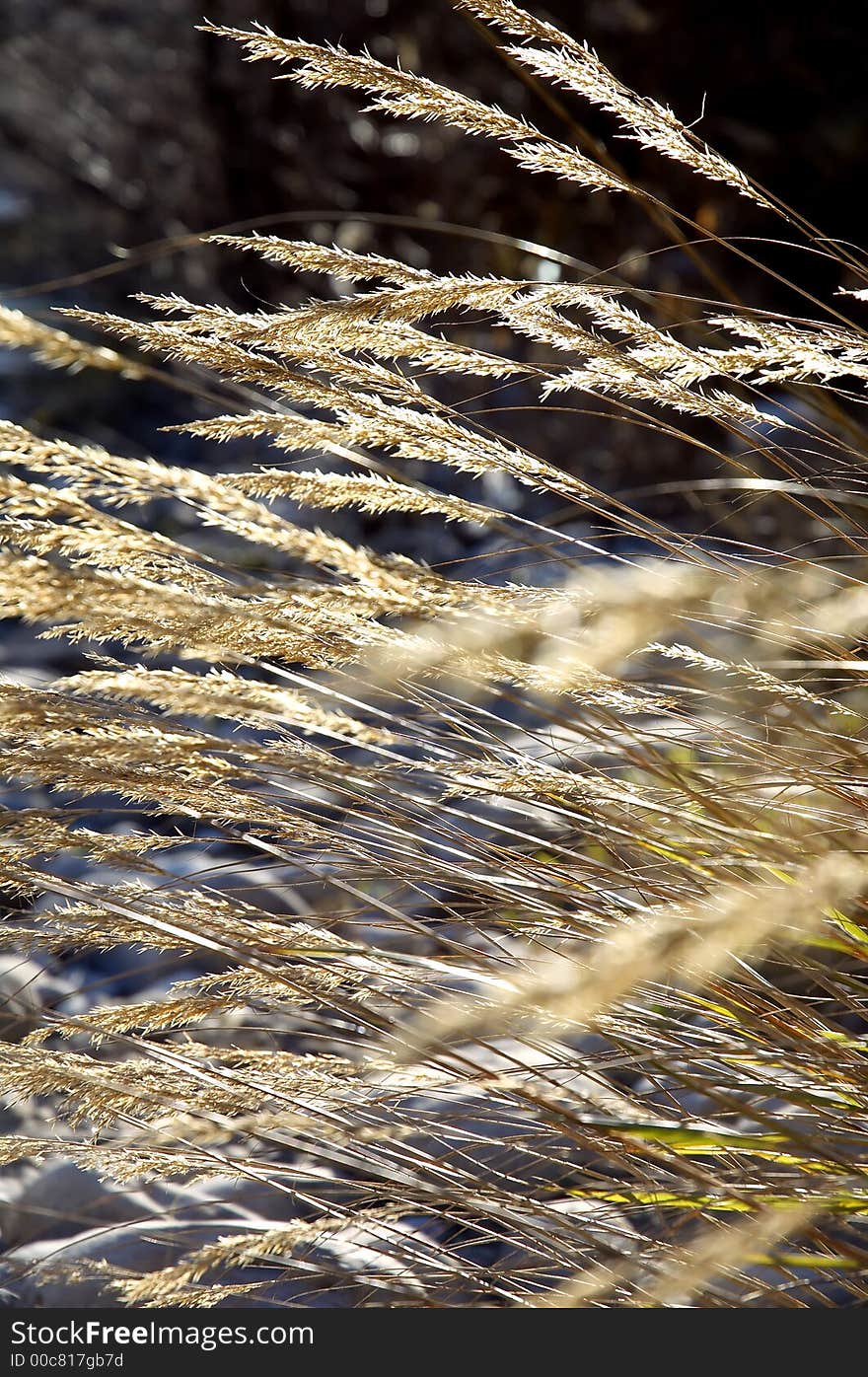 Long grass on the sun and slow wind.Wild meadow.