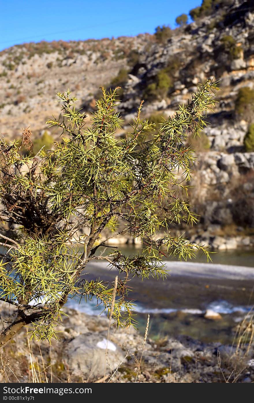 River with small stoned canyon and small tree in foreground. River with small stoned canyon and small tree in foreground