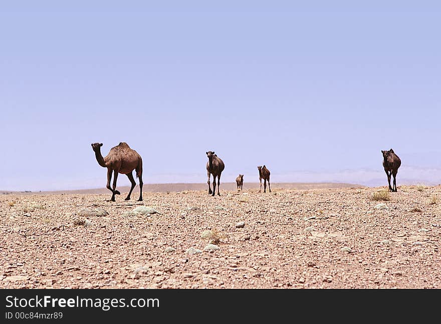 Five free camels going in a bare rocky desert in saharan Morocco.