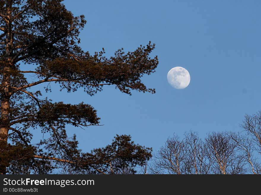 In the last rays of a January sun a full moon rises above a ridge of barren deciduous trees and full growth Eastern White Pine. In the last rays of a January sun a full moon rises above a ridge of barren deciduous trees and full growth Eastern White Pine