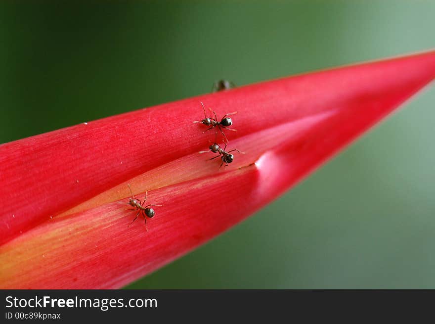 Red leaf and ants