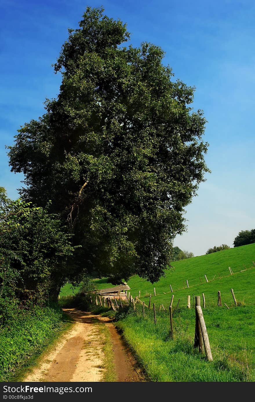 Sandy dirt track between the edge of a forest and hilly rolling grassland, fenced by barbed wire. Lone oak tree and meadows. Sandy dirt track between the edge of a forest and hilly rolling grassland, fenced by barbed wire. Lone oak tree and meadows.