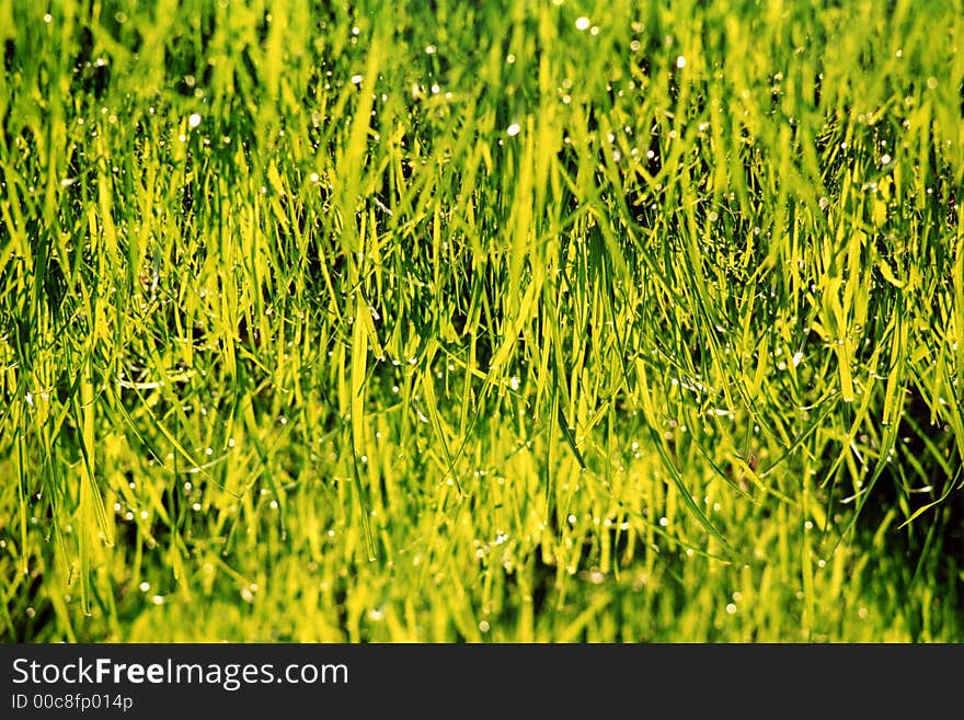 Nature grass colors summer life