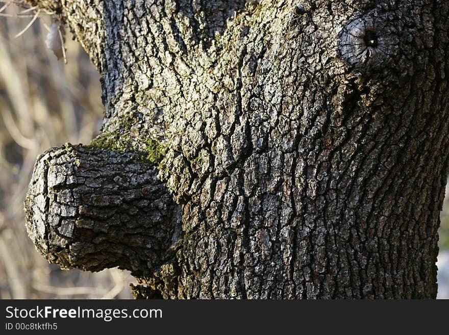 Wooden Nose And Eye